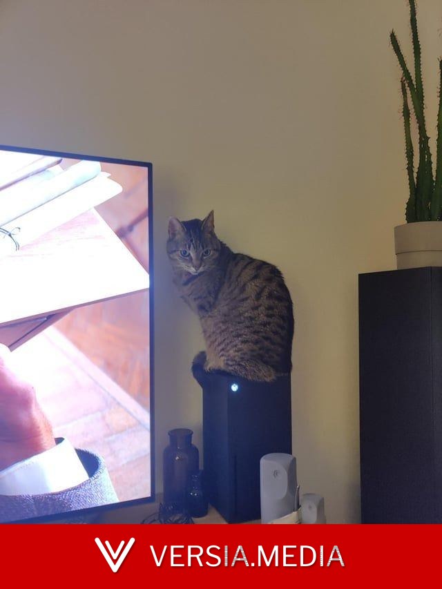猫总坐在主机散热孔怎么办？玩家竟用这招对付它