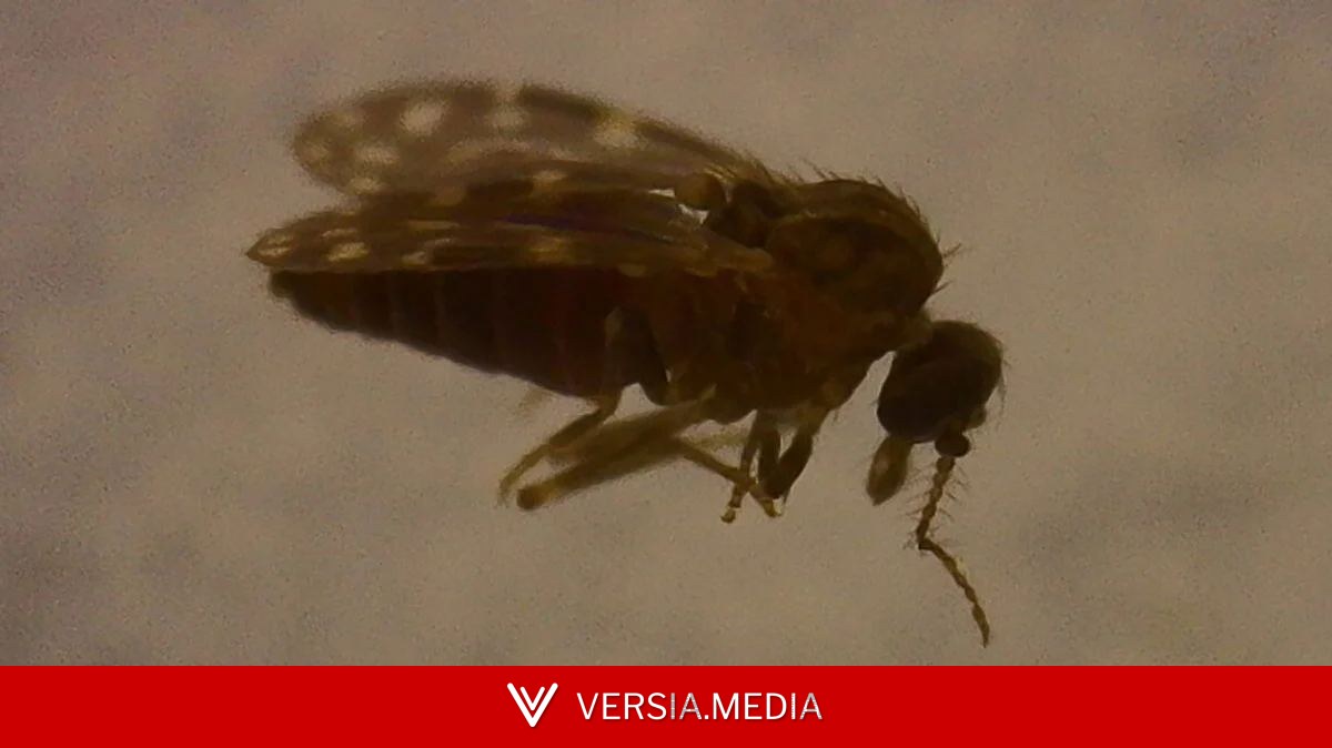 隐匿传播数十年 拉美流行的“Oropouche”病毒或已感染940万人